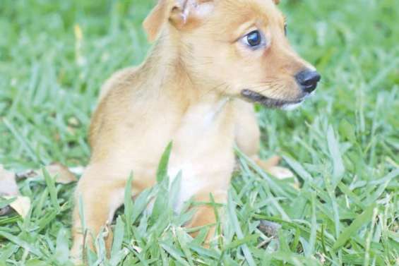 Ils attendent un maître