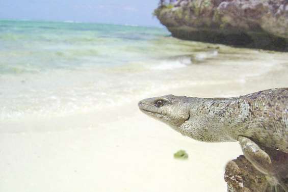 Des reptiles endémiques menacés par un Youtubeur