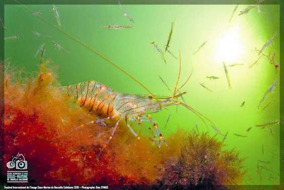 Un jury touché par la magie et par la maîtrise