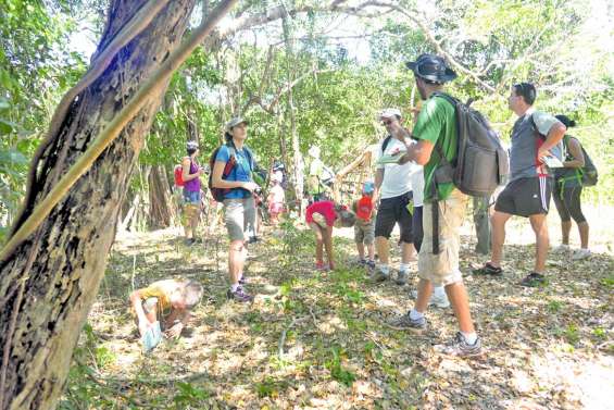 Découvrir la forêt sèche de Pindaï
