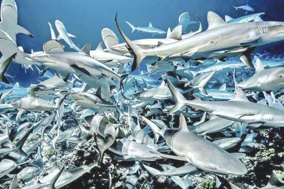 Plongée scientifique avec « 700 requins dans la nuit »