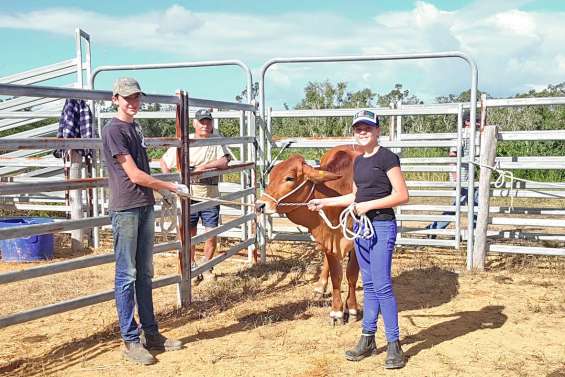 Une préparation  aux concours bovins