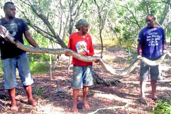 La morsure du python réticulé « peut être très dangereuse »