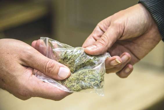 Douze prévenus jugés dans une affaire de stupéfiants