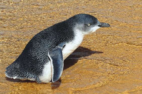 49 heures de TIG pour avoir tué des manchots