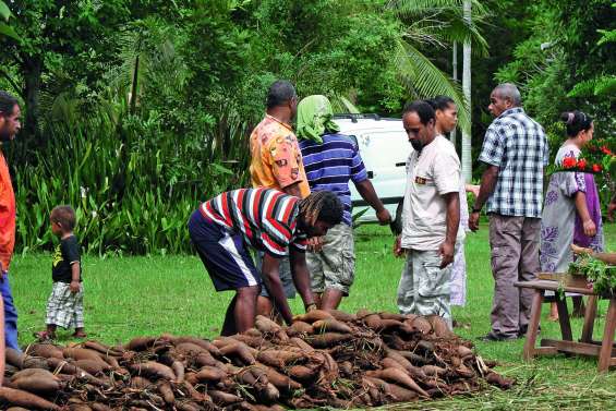 Une fête pour redonner une place centrale à l’igname