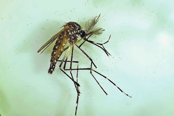 Un test prometteur pour combattre la dengue