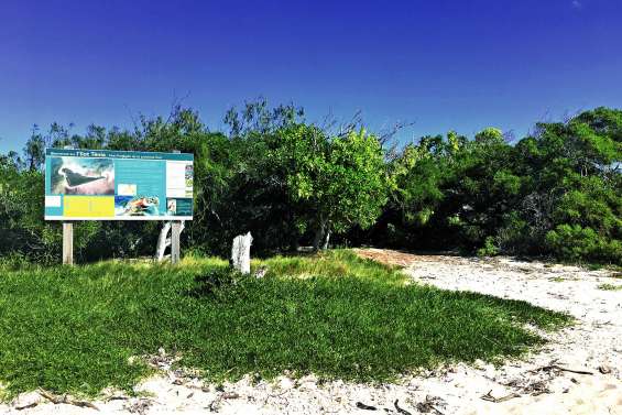 Alerte aux méduses dangereuses