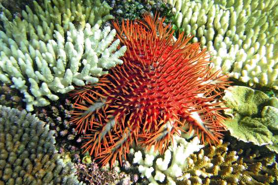 Invasion d’acanthasters : l’appel à l’aide de l’IRD