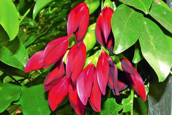 Derniers spécimens en voie d’extinction