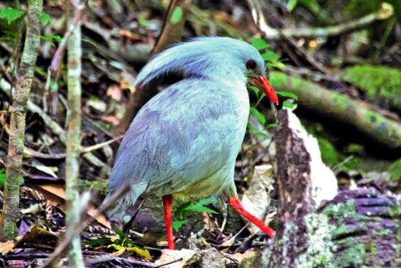 Comment sauver les cagous des Grandes Fougères ?