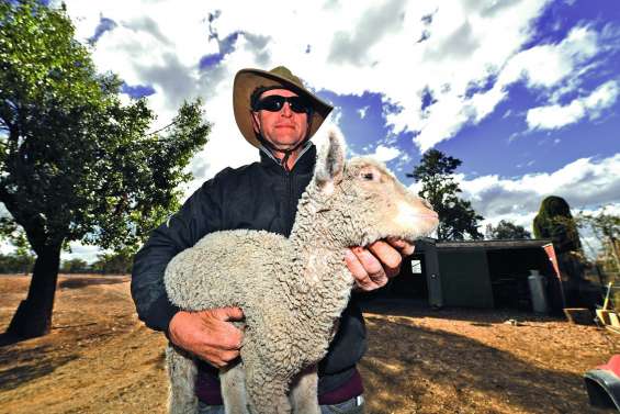 Les éleveurs australiens face à la pire sécheresse en plus de cinquante ans