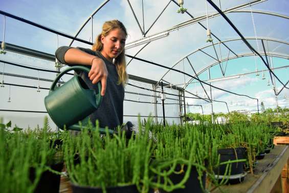 La science cuisine les plantes de bord de mer