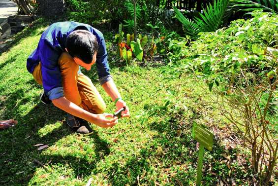 Pl@ntNet, l’appli qui scanne les plantes