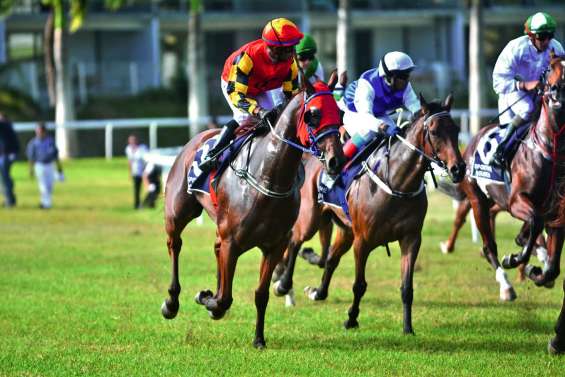 Bataille de montures importées à la Nouméa Cup