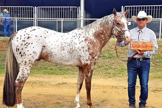 Les Appaloosas de Bourail inscrits aux USA