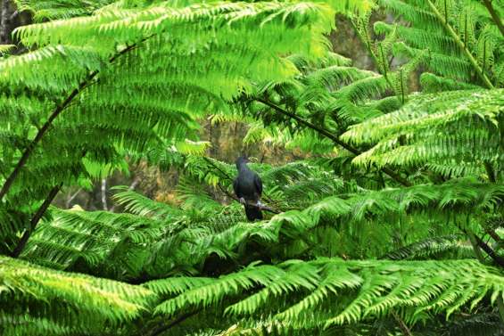 Le parc des Grandes Fougères fête ses dix ans