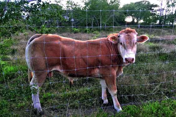 Boulouparis se distingue  à la Foire de Bourail