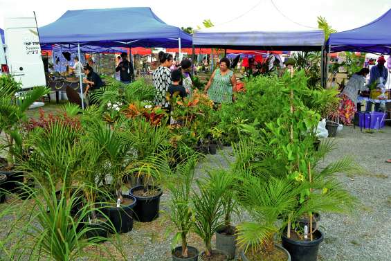 Le palmier sera le roi de la fête dimanche à Moindou