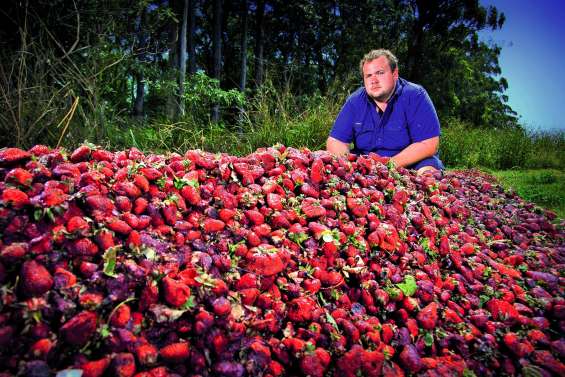 Fraises piégées : l’affaire tourne à la psychose