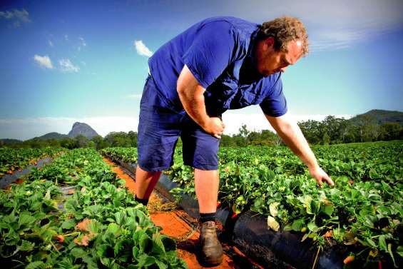De nouvelles mesures contre la psychose des fraises piégées
