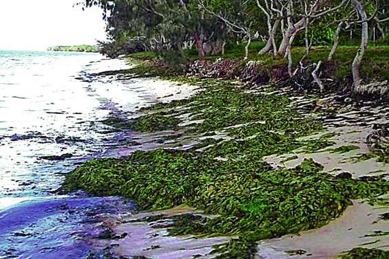 Algues : « Il est important de découvrir les causes »