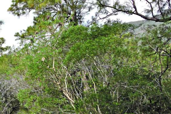 Cibler les futurs usages de la forêt sèche de Tipenga