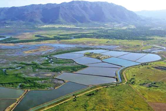 Crevettes : « des années très moyennes qui deviennent la norme »