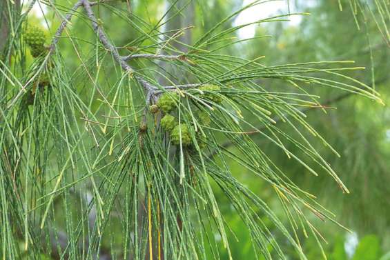 Un calendrier pollinique dans les tuyaux