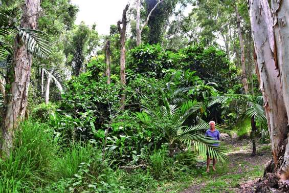 La pépinière Eriaxis : un jardin d’Eden calédonien sur 18 hectares