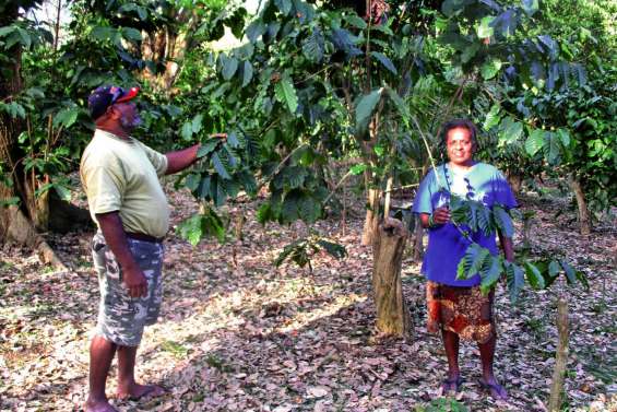 Une parcelle de robusta en héritage