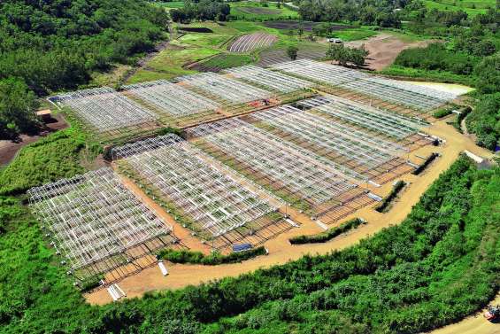 A Focola, l’agrisolaire avance à grands pas