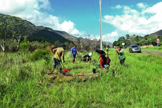 Des plantes dans la ligne droite de Wénéné
