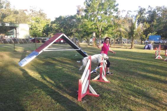 Maîtres et chiens passent devant la juge