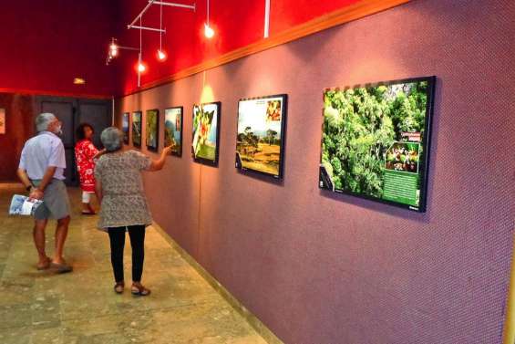 Tout savoir sur les espèces en voie d’extinction