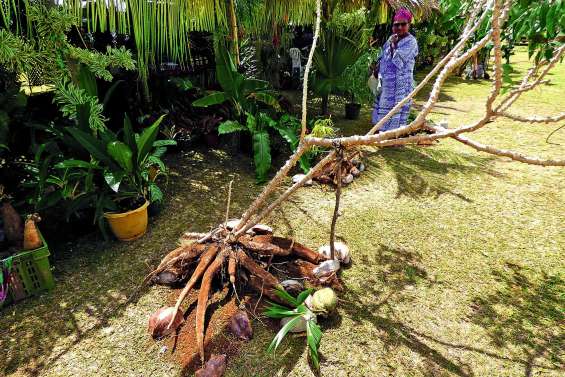 Une Fête des tubercules bien implantée