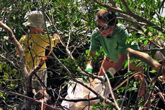 Un nettoyage de mangrove de l’autre côté de la Mamié