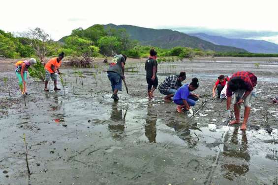 Les lycéens à la découverte de la mangrove