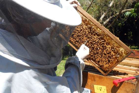 Le secret des abeilles révélé demain à Port-Laguerre