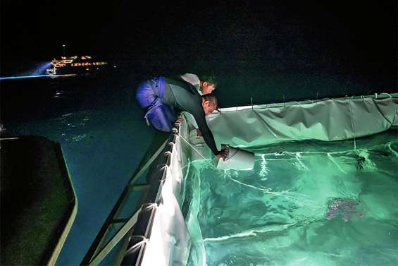 Un élevage de larves de coraux pour sauver la Grande Barrière