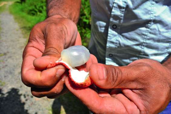 Deux jours délicieux à Houaïlou