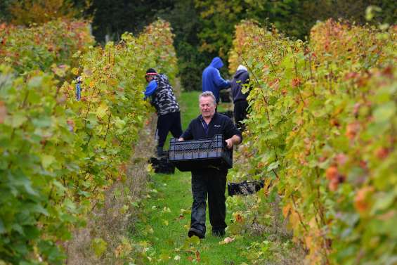 Avec le changement climatique, les viticulteurs anglais se frottent les mains