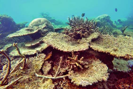 Chez les coraux aussi, c’est le plus fort qui gagne