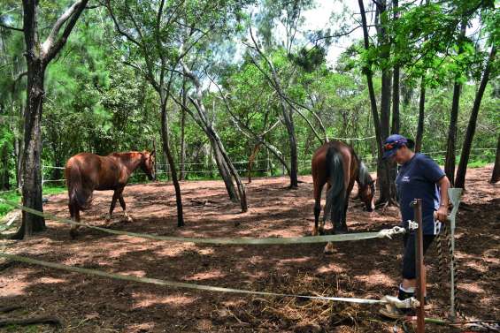 Troisième cambriolage à La Cravache : « Ils se sont attaqués aux chevaux »