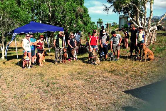 Chiens et maîtres ont cheminé ensemble à Déva