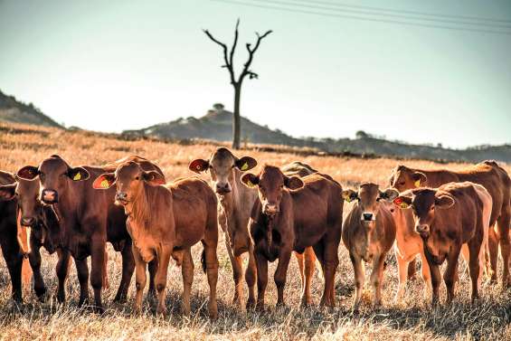 Babésiose bovine : une maladie prise très au sérieux par les éleveurs