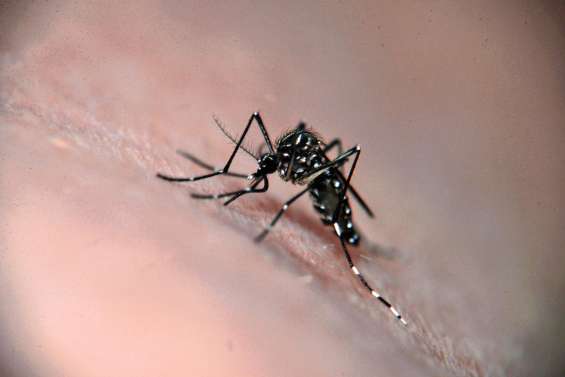 Se protéger des moustiques : piqûre de rappel