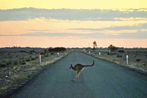 La sécheresse décime la faune sauvage
