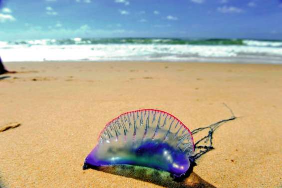 Des milliers de nageurs victimes de physalies