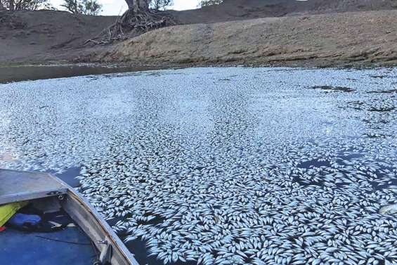 Nouvelle hécatombe de poissons en Australie
